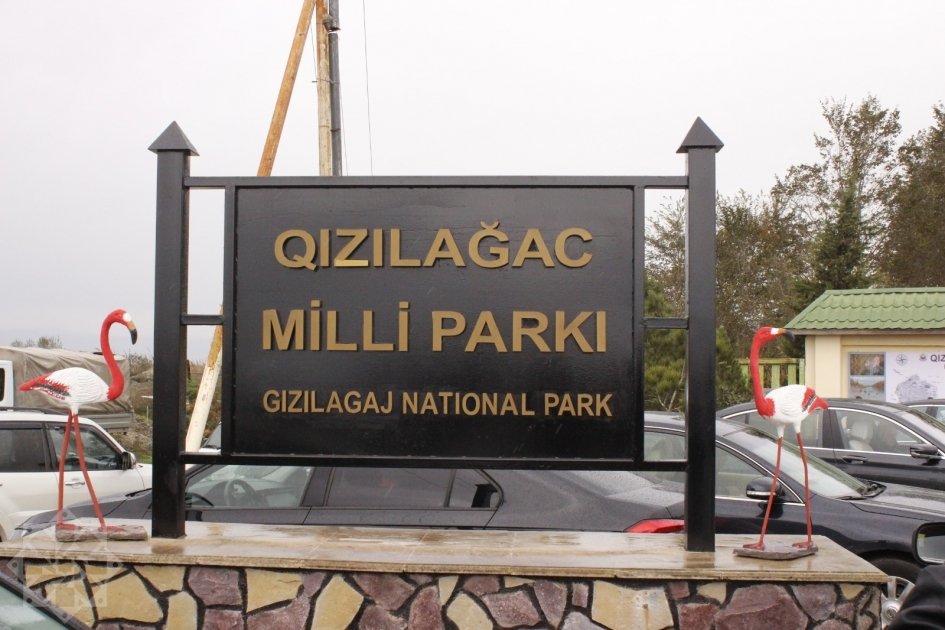 Qızılağac Milli Parkında “Flaminqo festivalı” keçirildi – VİDEO/FOTOLAR